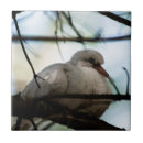 Search for dove bird tiles Nature