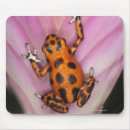 Search for dart frog electronics Amphibian