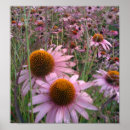 Search for coneflower posters Floral