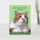 Search for orange cat birthday cards White