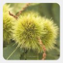 Search for chestnut stickers Nature