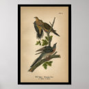 Search for mourning posters Ornithology
