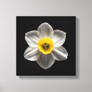 Search for white flower canvas prints Petal