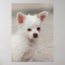 Search for garden posters Pet