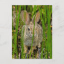 Search for cathy vertical postcards Superstock