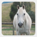 Search for beautiful horse stickers White