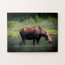 Search for moose puzzles Water