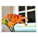 Search for lilium posters Petal