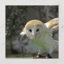 Search for owl invitations Barn owls