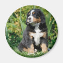 Search for berners magnets Puppy