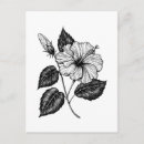 Search for hibiscus flower postcards Illustration