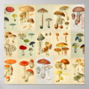 Search for colourful mushroom art Botanical