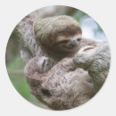 Search for baby sloth stickers Rainforest