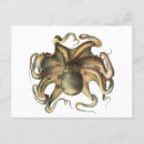 Search for octopus illustration postcards Squid