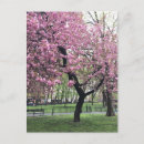 Search for pink cherry postcards Tree