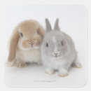 Search for dwarf bunny stickers Rabbit