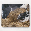 Search for hay mouse mats Animal