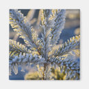 Search for evergreen magnets Winter