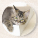 Search for kitty face photography Adorable