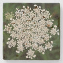 Search for queen coasters Green