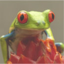 Search for tree frog cases Rainforest