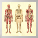 Search for female anatomy posters Medical