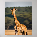 Search for tall giraffe posters Spots