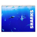 Search for shark calendars Sealife