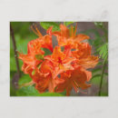 Search for azaleas postcards Plant