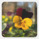 Search for pansies stickers Yellow