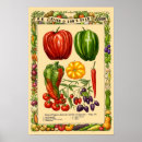 Search for chili posters Vegetables