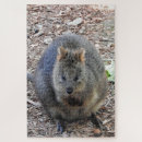Search for quokka gifts Wallaby