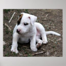 Search for pitty posters Terrier
