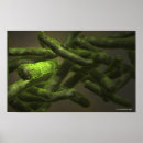 Search for bacterium posters Colour