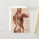 Search for anatomy postcards Muscles
