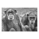 Search for chimp photography Chimps