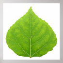 Search for green leaf posters Leaves