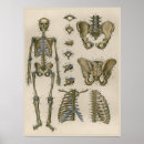 Search for vintage medical skeleton posters Bones