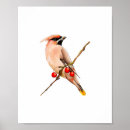 Search for cedar posters Bird
