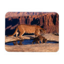 Search for cougar magnets Animals