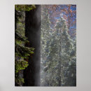 Search for misty trees posters Winter