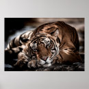 Search for angry tiger posters Animal