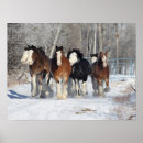 Search for horse breed posters Herd