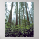 Search for trees in fog art Green