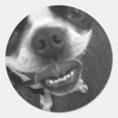 Search for boston terrier funny stickers Pet
