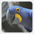 Search for yellow parrot stickers Blue