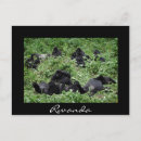 Search for mountain gorillas postcards Rwanda