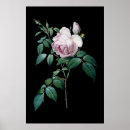Search for roses on black background posters Flowers