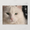 Search for long haired cat postcards Cute