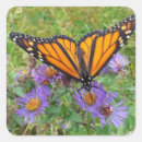 Search for butterfly photo stickers Nature